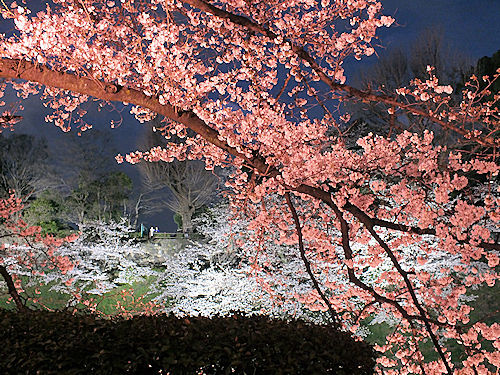 この春の花見　桜の総集編２_e0413146_09154180.jpg