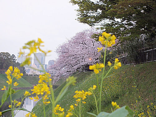 この春の花見　桜の総集編２_e0413146_09280984.jpg