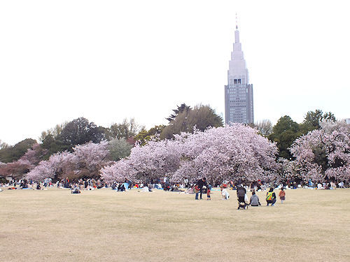 この春の花見　桜の総集編４(おしまい)_e0413146_11184502.jpg