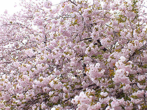 この春の花見　桜の総集編４(おしまい)_e0413146_11292515.jpg
