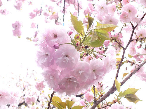 この春の花見　桜の総集編４(おしまい)_e0413146_11322403.jpg
