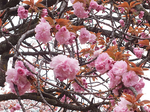この春の花見　桜の総集編４(おしまい)_e0413146_11364814.jpg