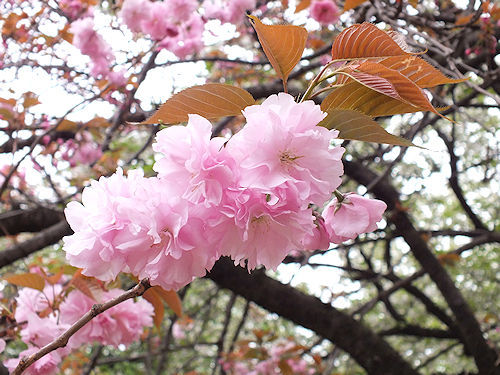 この春の花見　桜の総集編４(おしまい)_e0413146_11375512.jpg