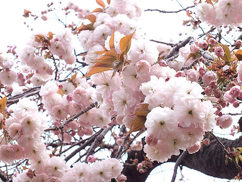 この春の花見　桜の総集編４(おしまい)_e0413146_11442688.jpg