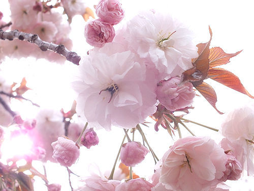 この春の花見　桜の総集編４(おしまい)_e0413146_11475223.jpg