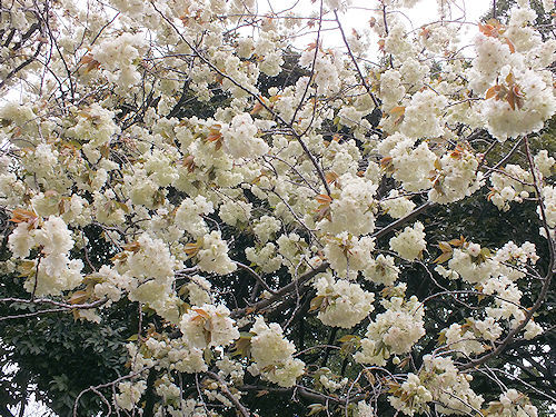 この春の花見　桜の総集編４(おしまい)_e0413146_11533070.jpg