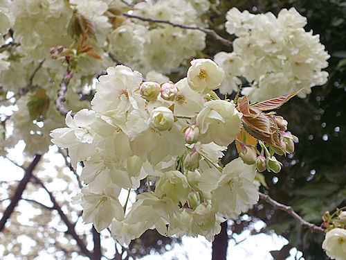 この春の花見　桜の総集編４(おしまい)_e0413146_11533708.jpg