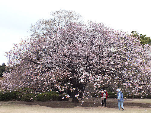 この春の花見　桜の総集編４(おしまい)_e0413146_11574694.jpg