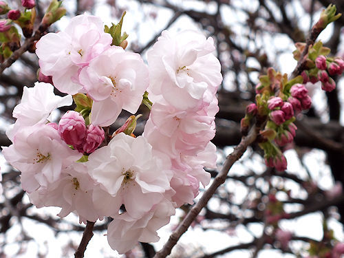 この春の花見　桜の総集編４(おしまい)_e0413146_11575449.jpg