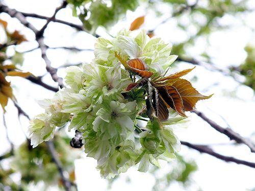 この春の花見　桜の総集編４(おしまい)_e0413146_12045432.jpg