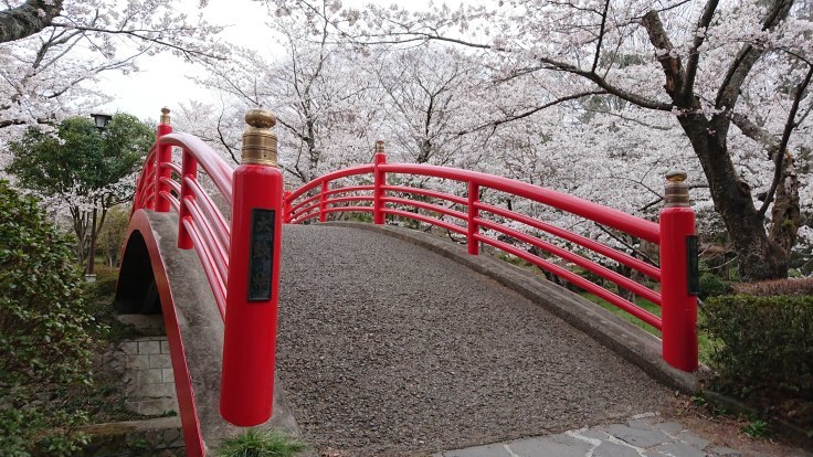 翠ヶ丘公園の桜比較3 福島県須賀川市 963 77 翠ヶ丘公園の桜比較3 福島県須賀川市 963 77