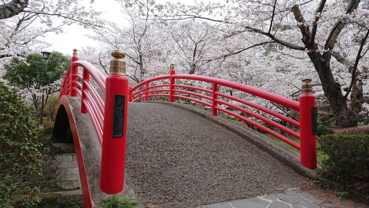 翠ヶ丘公園の桜比較３ 福島県須賀川市 963 77