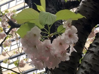 バンク―バーの桜_e0271847_09234873.jpg