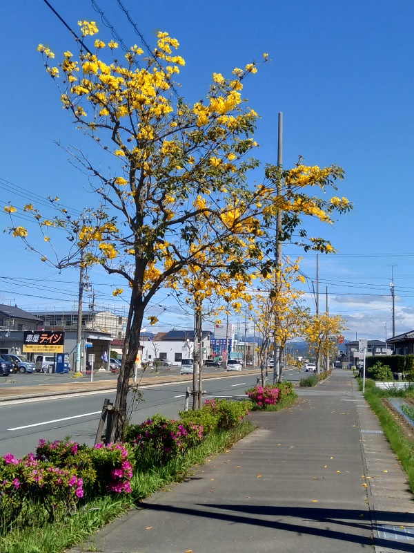 風と香りと太陽