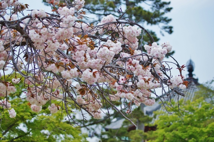 興福寺・南円堂と桜_b0063958_07253849.jpg