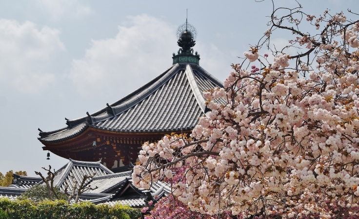 興福寺・南円堂と桜_b0063958_07263370.jpg