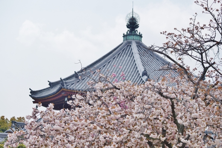 興福寺・南円堂と桜_b0063958_07273893.jpg