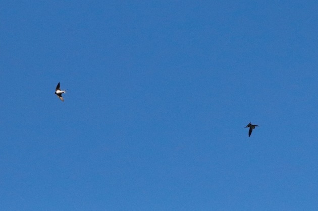 a0248459_13595541.jpg
