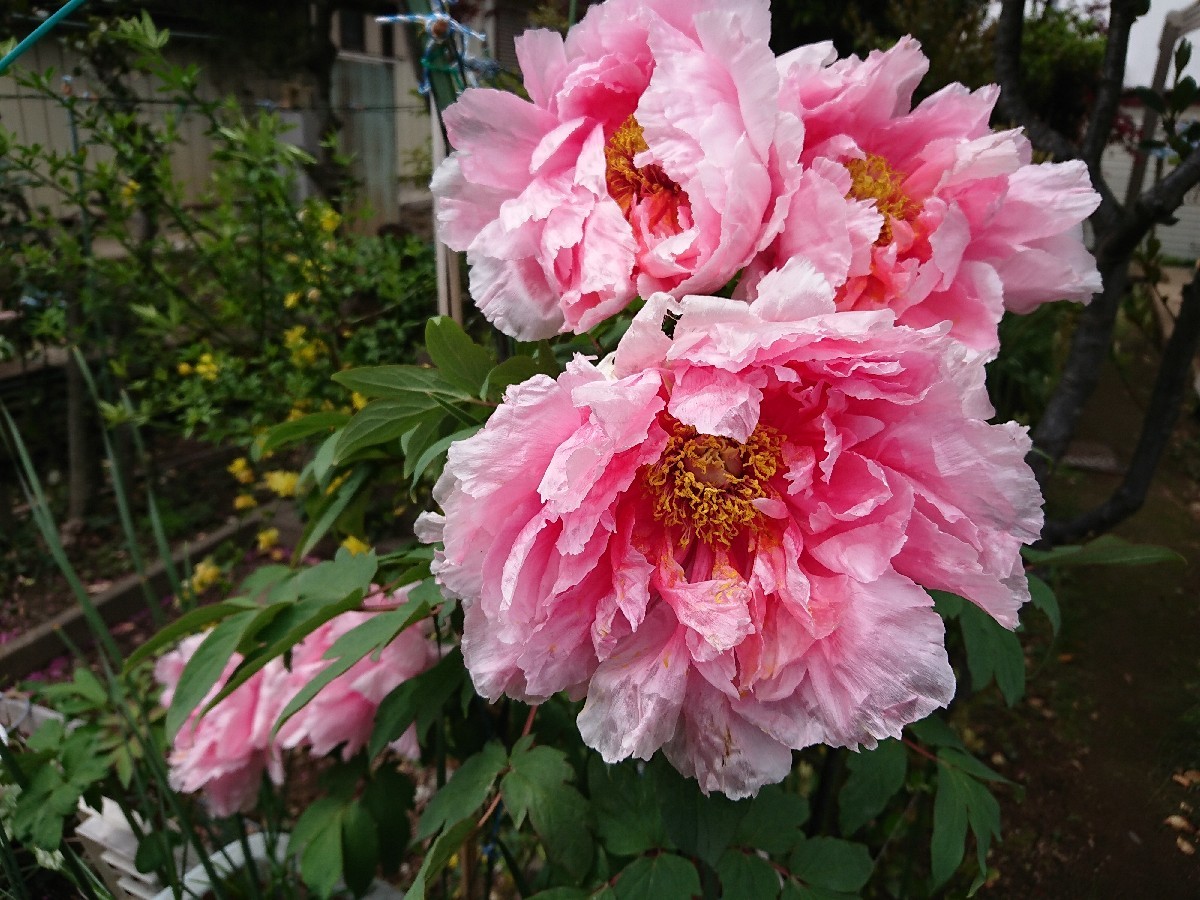 c0100865_07172589.jpg