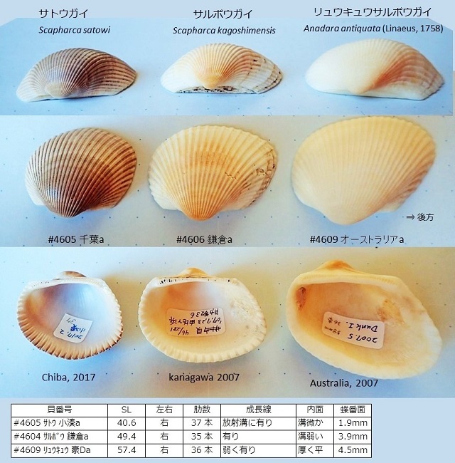 サトウガイとサルボウガイ かさぶたろぐ サトウガイとサルボウガイ かさぶたろぐ