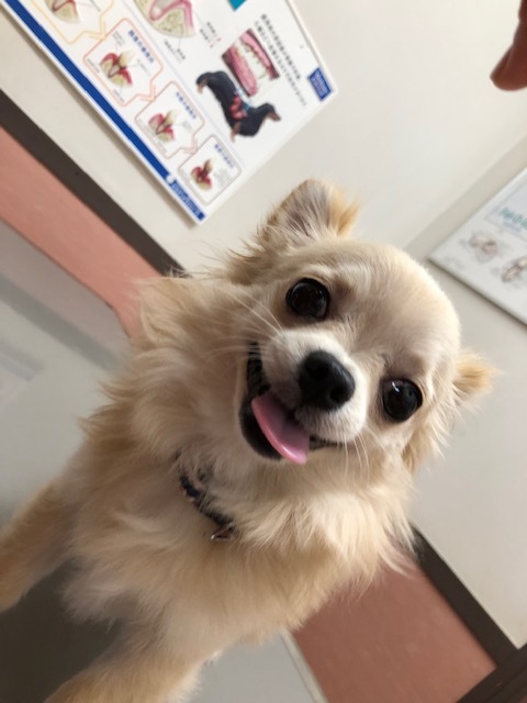 ボブくんのお泊り(2019・4・28)_e0367571_19413709.jpg