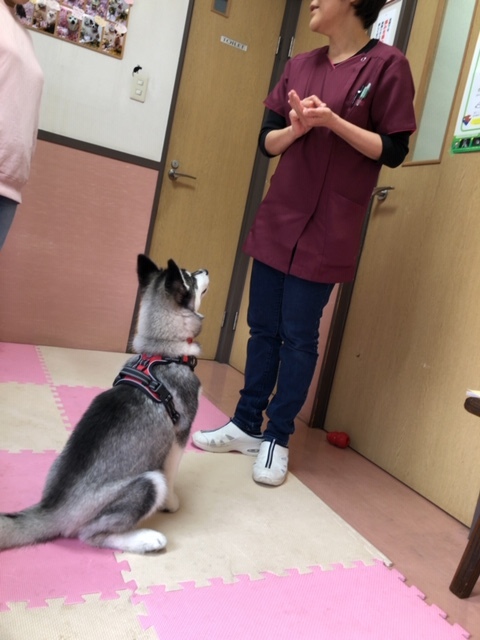 パピー教室(2019・4・28)_e0367571_20051721.jpg