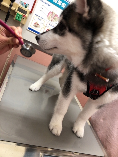 パピー教室(2019・4・28)_e0367571_20053864.jpg