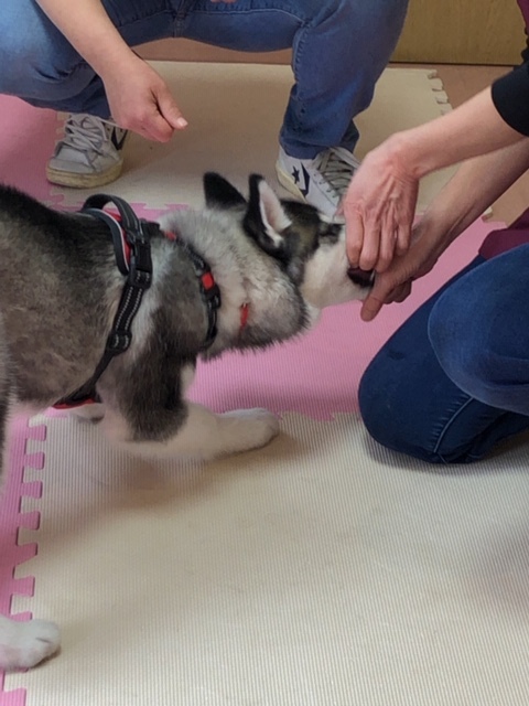 パピー教室(2019・4・28)_e0367571_20064641.jpg