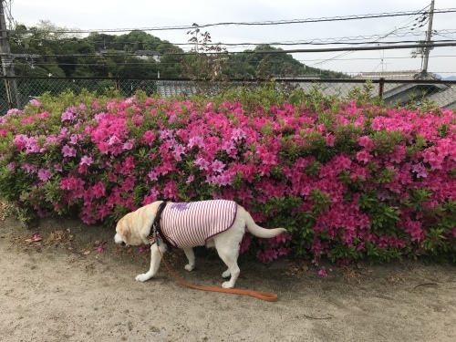 f0315081_17353492.jpeg