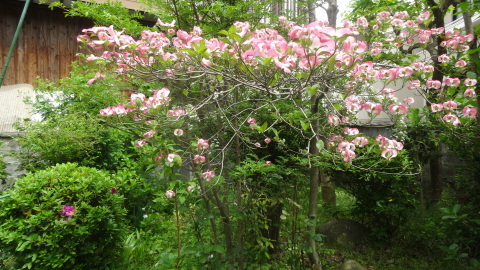 庭にレモンの花の蕾が イーストの香り