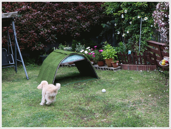b0175688_20390855.gif