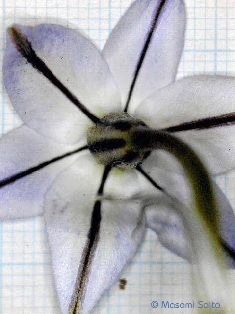 ハナニラ 花韮 草花と自然blog