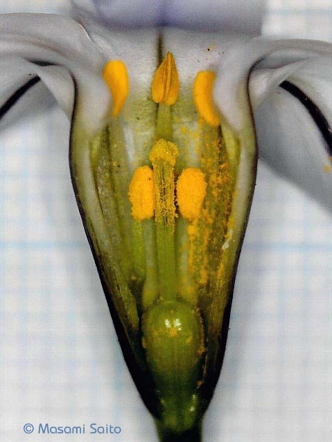 ハナニラ 花韮 草花と自然blog