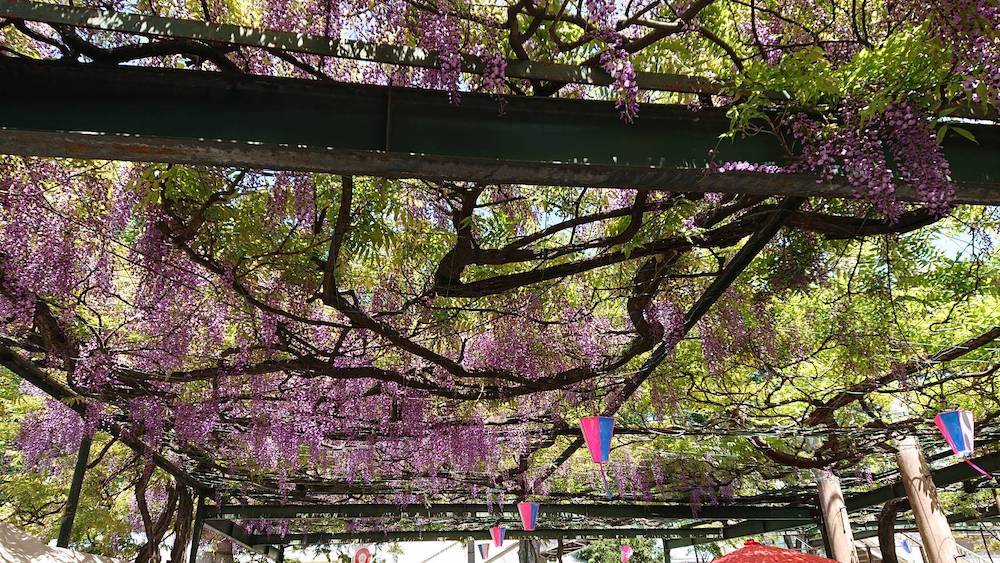 国領神社：千年の藤の木の精霊？_c0192202_22484269.jpg