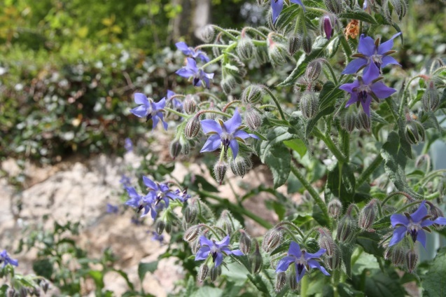 ボリジの花が咲いています 神戸布引ハーブ園 ハーブガイド ハーブ花ごよみ ボリジの花が咲いています 神戸布引ハーブ園 ハーブガイド ハーブ花ごよみ