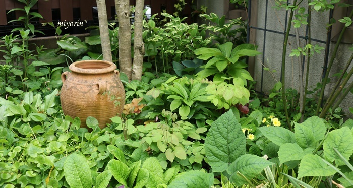 a0123003_22364776.jpg
