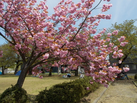 これも普賢象?_a0203003_16595232.jpg