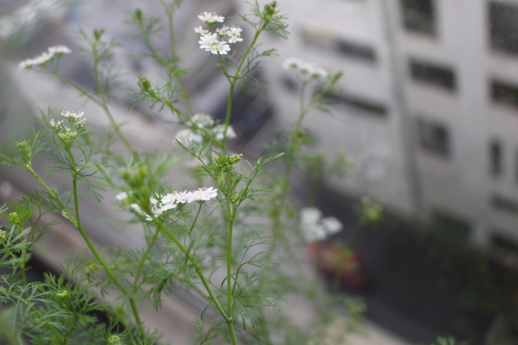 コリアンダーとチャービルの花 日々の暮らし