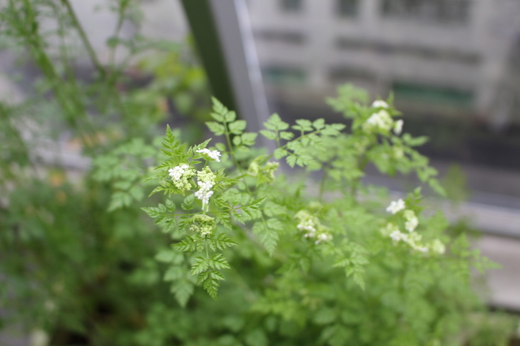 コリアンダーとチャービルの花 日々の暮らし