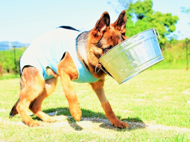 力持ちの子犬_d0360206_01525628.jpg