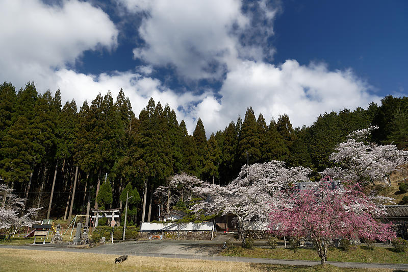 桜巡り2019@京北 東光寺_f0032011_16365193.jpg