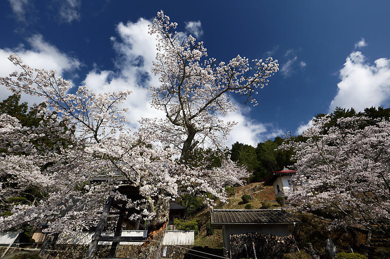桜巡り2019@京北 東光寺_f0032011_16365207.jpg