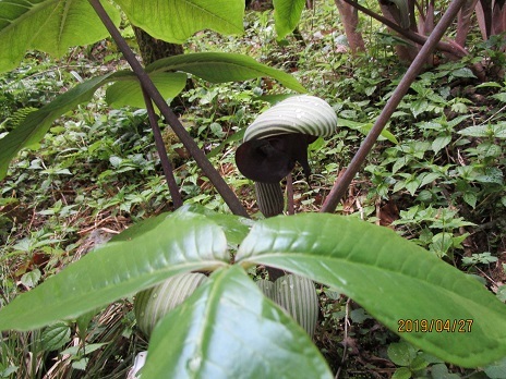 f0177529_17325204.jpg