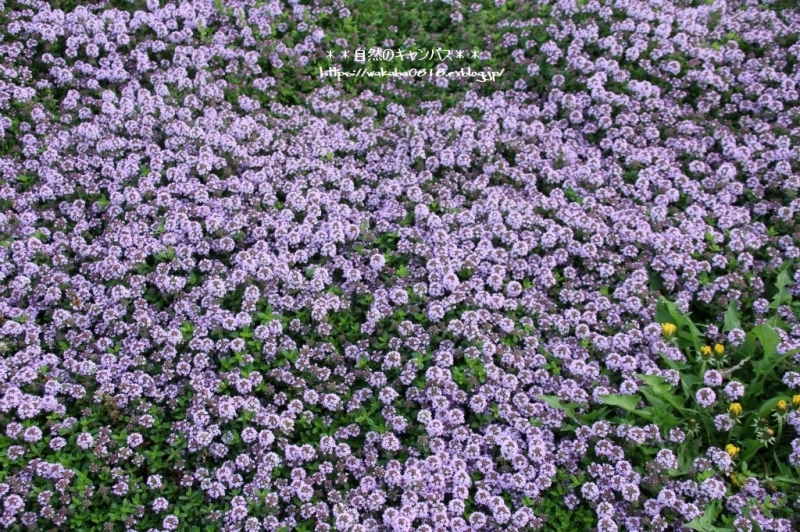 e0052135_17292339.jpg