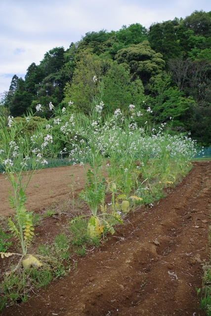 大型連休３日目：平成から令和へ_a0123836_13243609.jpg