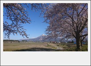 猪苗代 観音寺川の桜_d0155744_21342176.jpg