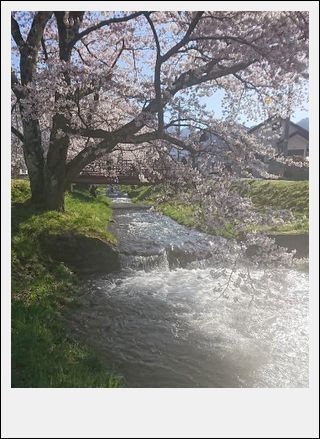 猪苗代 観音寺川の桜_d0155744_21344618.jpg