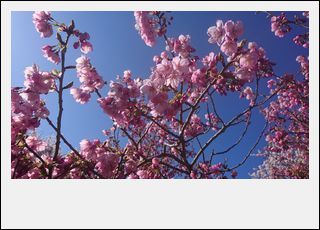 猪苗代 観音寺川の桜_d0155744_21345698.jpg