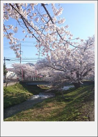 猪苗代 観音寺川の桜_d0155744_21352392.jpg