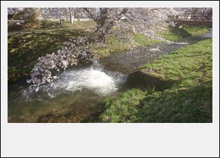 猪苗代 観音寺川の桜_d0155744_21354782.jpg
